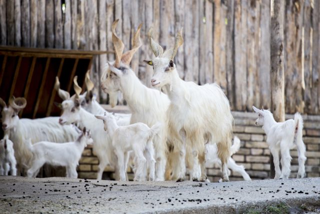 Ilustrační foto | foto: Shutterstock