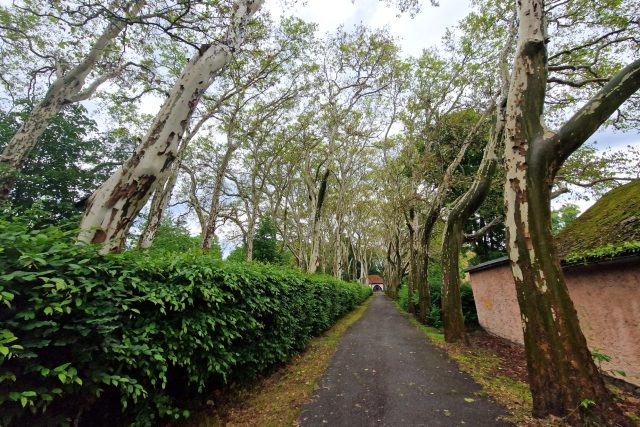 Platanová alej v Protivíně | foto: Petr Kubát,  Český rozhlas