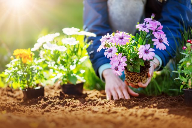 Ilustrační foto | foto: Shutterstock