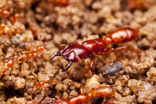 Mravenec rodu Dorylus | foto: Shutterstock