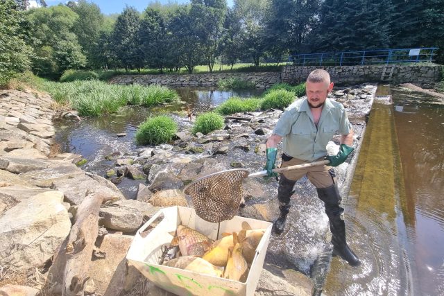 Z Moravské Dyje u Dačic rybáři vytahují desítky uhynulých ryb | foto: Eva Musterová Marvanová,  Český rozhlas