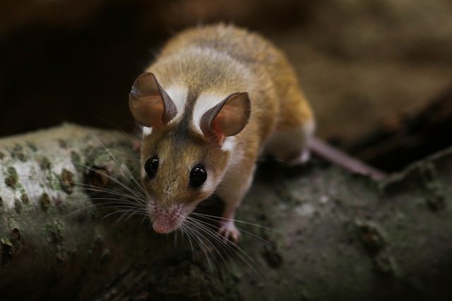 Myš bodlinatá | foto: Shutterstock