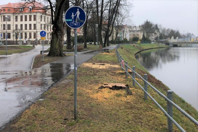 Kvůli plánované revitalizaci českobudějovického parku Dukelská padlo několik stromů | foto: Matěj Vodička,  Český rozhlas
