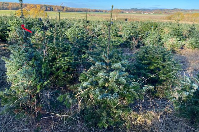 Vánoční stromky na plantáži u Myšence | foto: Jitka Cibulová Vokatá,  Český rozhlas