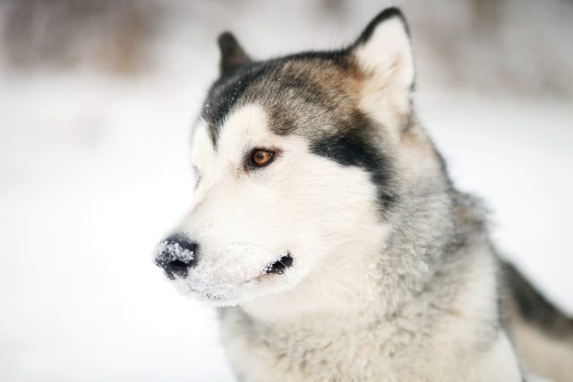 Ilustrační foto | foto: Shutterstock