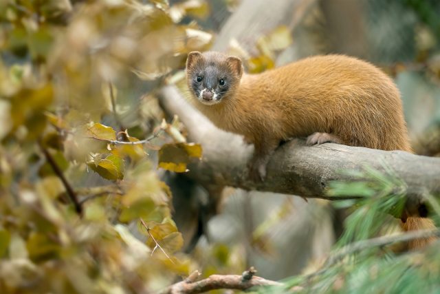 Kolonok | foto: Shutterstock