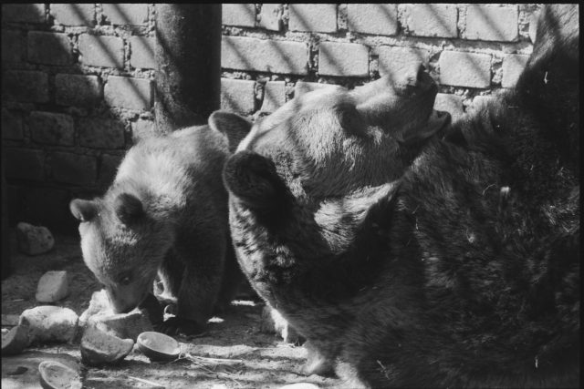 Medvědi hnědí v hlubocké zoo v 80. letech 20. století | foto: Jaroslav Sýbek,  ČTK