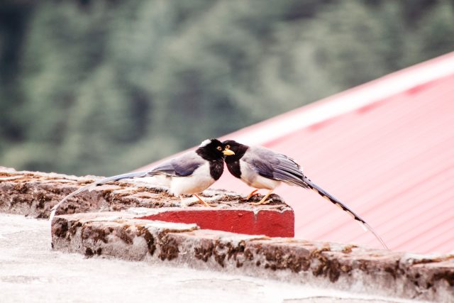 Ptáci na střeše | foto: Fotobanka Profimedia