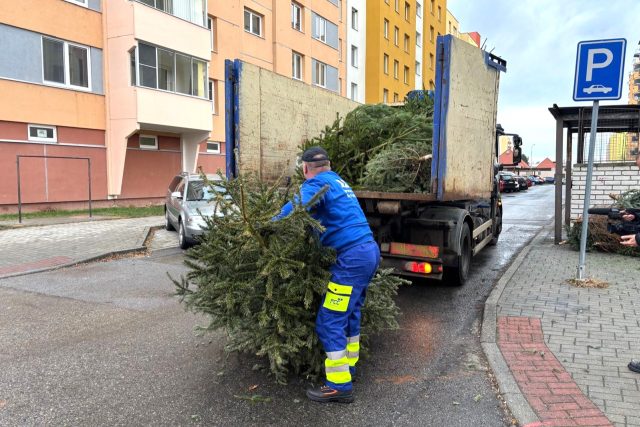 Svoz vánočních stromků v Českých Budějovicích | foto: Jitka Cibulová Vokatá,  Český rozhlas