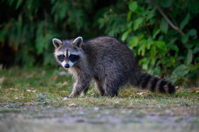 Mýval severní | foto: Shutterstock