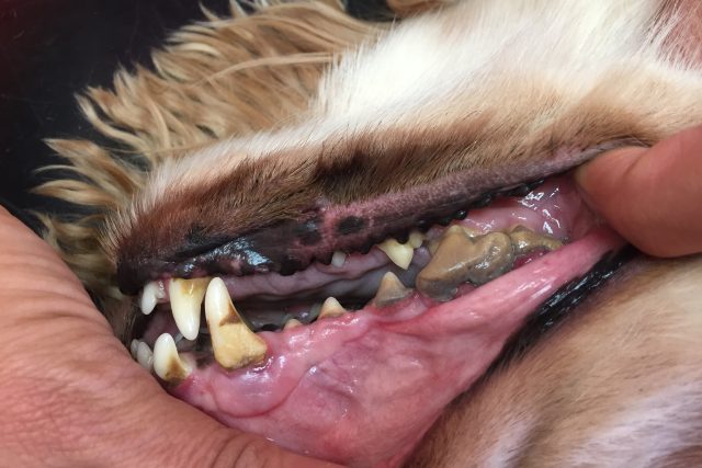 Majitelé jedenáctileté Babetky si všimli,  že pes trpí při jídle bolestí. Veterinářka doporučila silně zkažené zuby s pokročilou paradontózou vytrhnout | foto: Jitka Cibulová Vokatá,  Český rozhlas,  Český rozhlas