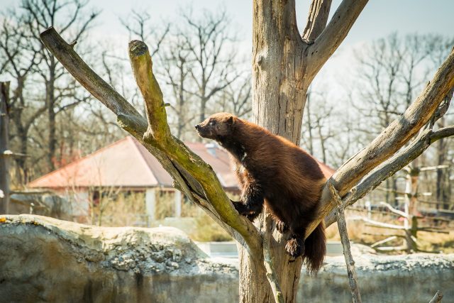 Rosomák v Zoo Hluboká | foto: Petr Lundák,  MAFRA / Profimedia