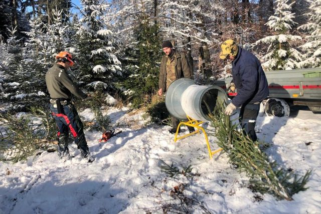 Stromky z prořezávky lesa u Milevska nabídnou lesníci jako vánoční stromky | foto: Jan Kopřiva,  Český rozhlas