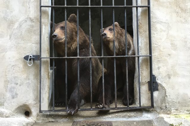 Arno a Máša,  dva noví medvědí sourozenci na zámku v Českém Krumlově | foto: Matěj Vodička,  Český rozhlas