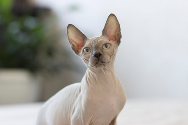 Kočka sphynx | foto: Shutterstock