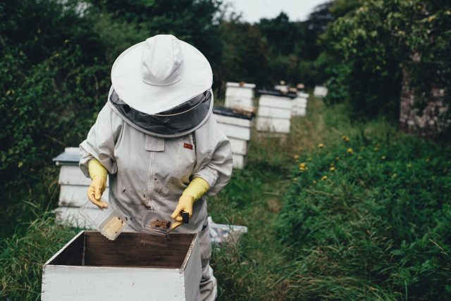 Včelaři mohou zničení včelstev virem DWV zabránit určitou prevencí. Důležité je tlumení výskytu varroázy,  kvalitní výživa a zvýšená hygiena včelaření | foto: Fotobanka Pixabay
