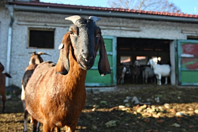 Hlavním znakem anglonubijských koz jsou dlouhé svislé uši. Od ostatních plemen se liší i tím,  že mají vysokou dojivost. Jejich mléko je sladké a zdravé | foto:  Jaroslav Šnajdr / MAFRA / Profimedia,  Profimedia