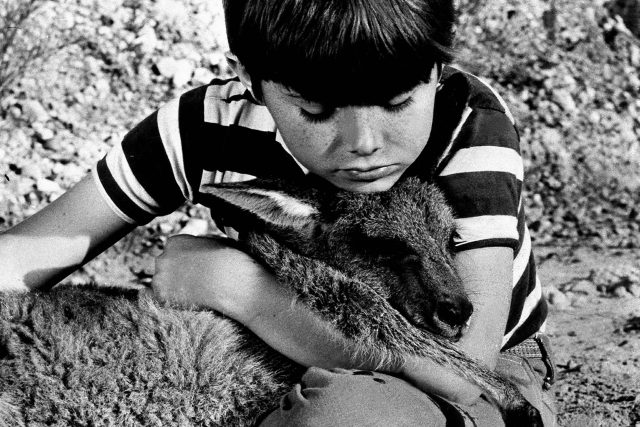 Ze seriálu Skippy  (1968) | foto: Nine Network Australia,  Fotobanka Profimedia
