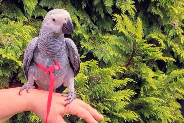 Papoušek šedý – žako,  kterého chová Dagmar Vrchotová | foto: Dagmar Vrchotová