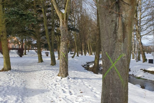 Ve Slavonicích pokácejí až 250 stromů | foto: Lucie Suchánková Hochmanová,  Český rozhlas