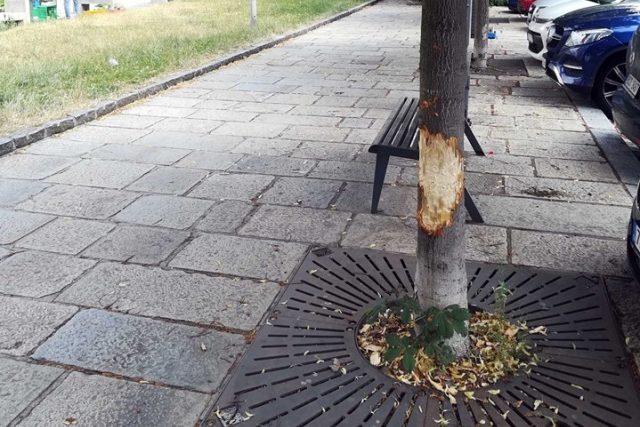 V Písku řádí vandalové,  kteří ničí zdravé stromy | foto: Město Písek