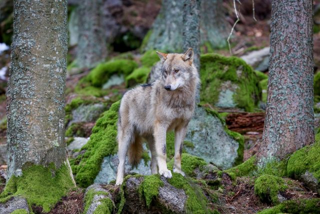 Vlk obecný ve výběhu Národního parku Šumava v Srní | foto: David Peltán,  MAFRA / Profimedia