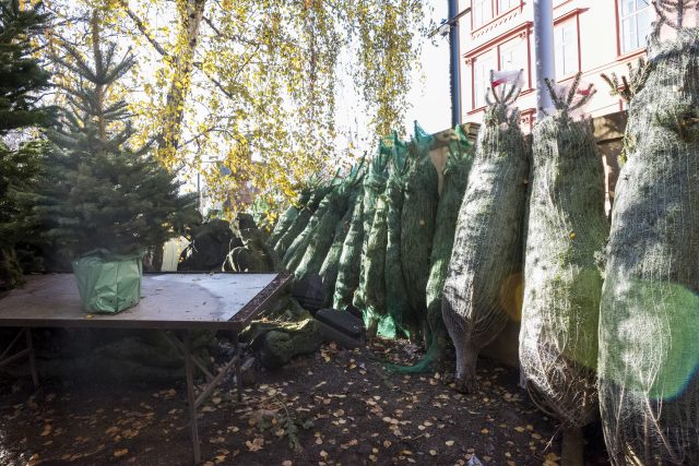 V případě,  že prodejci vánočních stromků nedodrží zákon na ochranu spotřebitele,  hrozí jim pokuta až deset tisíc korun | foto: Michaela Danelová,  iROZHLAS.cz